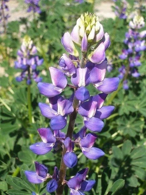 Hollowleaf Annual Lupine Seeds - Arroyo & Succulent Variety, 10 Seeds, Lupinus succulentus, Pollinator Attracting, Easy to Grow