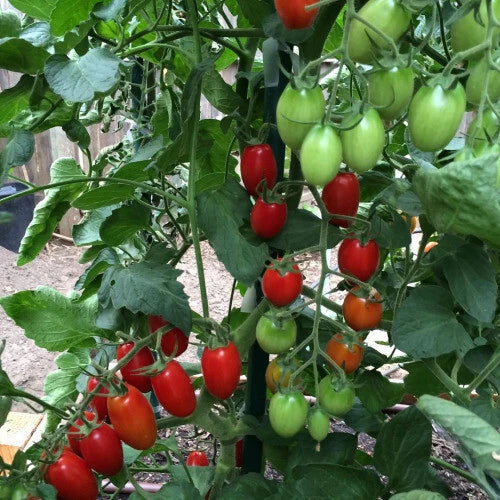 Juliet F1 Tomato Seeds – Heirloom Hybrid, Small Sweet Tomatoes, Solanum lycopersicum, 50+ Seeds for Garden, USA Grown
