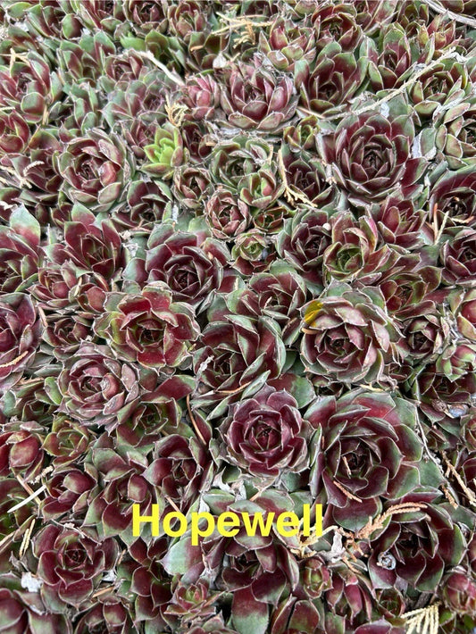Live Hardy Hens and Chicks Succulents 10 Pack | Sempervivum Perennials for Garden & Pots | Zone 4-8