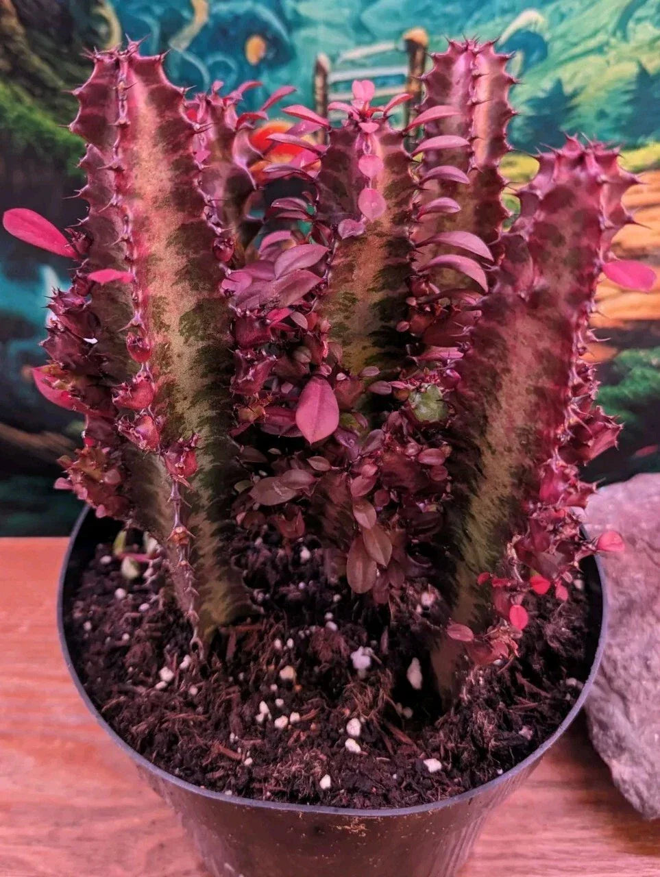 Euphorbia Royal Red Trigona Cuttings Succulent Cacti 4-6" Drought Tolerant Red Foliage Indoor Outdoor