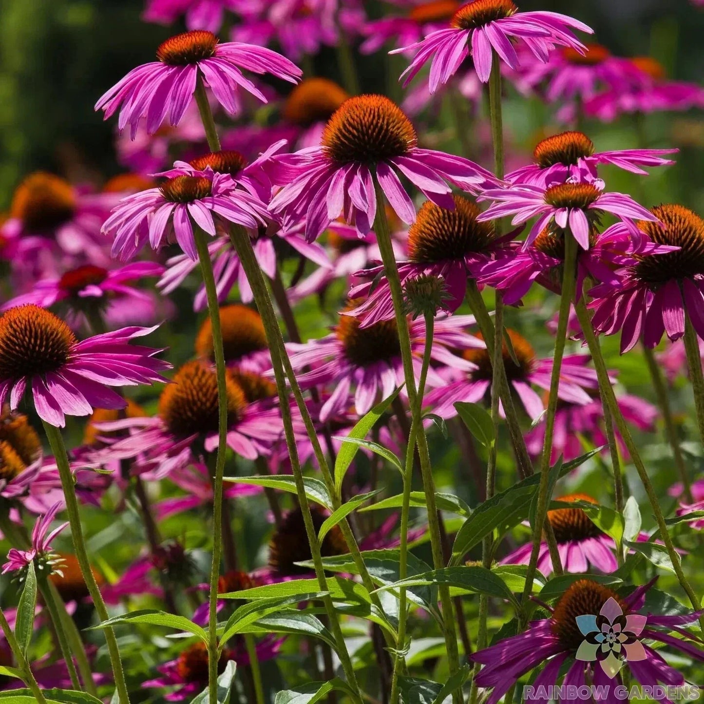 Pink Coneflower Seeds - Rudbeckia - Vibrant Pink Flowers for Garden, Pollinator Attracting, 200+ Seeds, Easy to Grow, USA