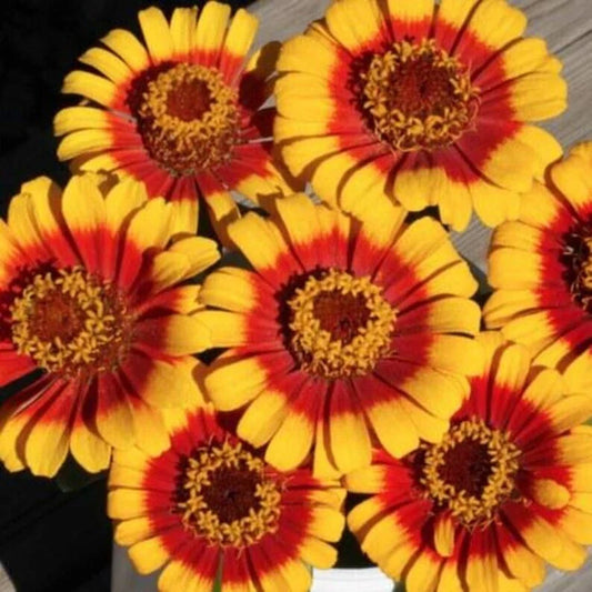 Organic Zinnia Seeds - Sombrero Variety, Colorful Garden Flowers, Zinnia elegans, Pack of 25