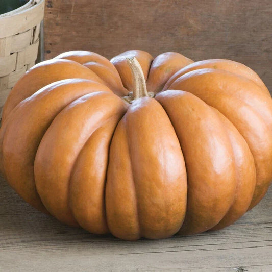 Musque De Province Pumpkin Seeds – Heirloom Cucurbita maxima – Large Ribbed Winter Squash for Baking & Cooking – 10-100 Seeds