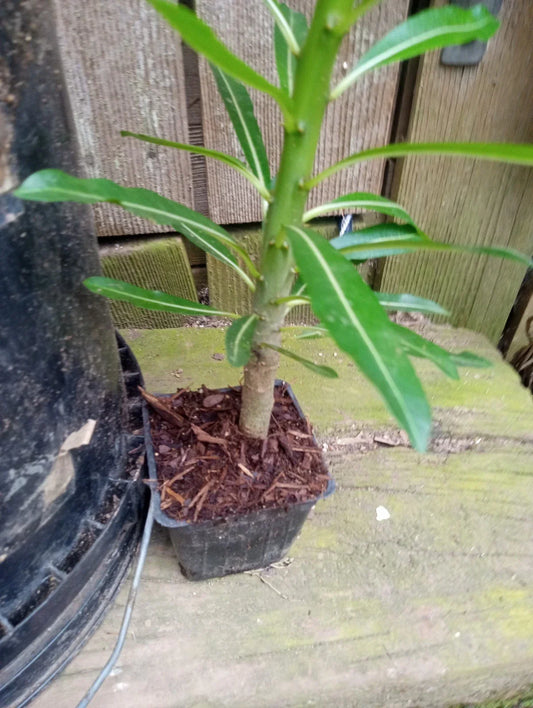 Pachypodium Rutenbergianum Potted Plant – Fully Rooted Succulent, Exotic Houseplant, Desert Decor, 12-16 Inches Tall