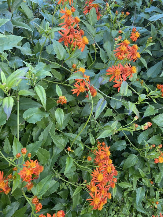 Mexican Flame Vine Cuttings 15 Pieces 5-7 Inches Pseudogynoxys Chenopodioides No Roots, Ornamental Climbing Plant, Garden Trellis, Fast Growing