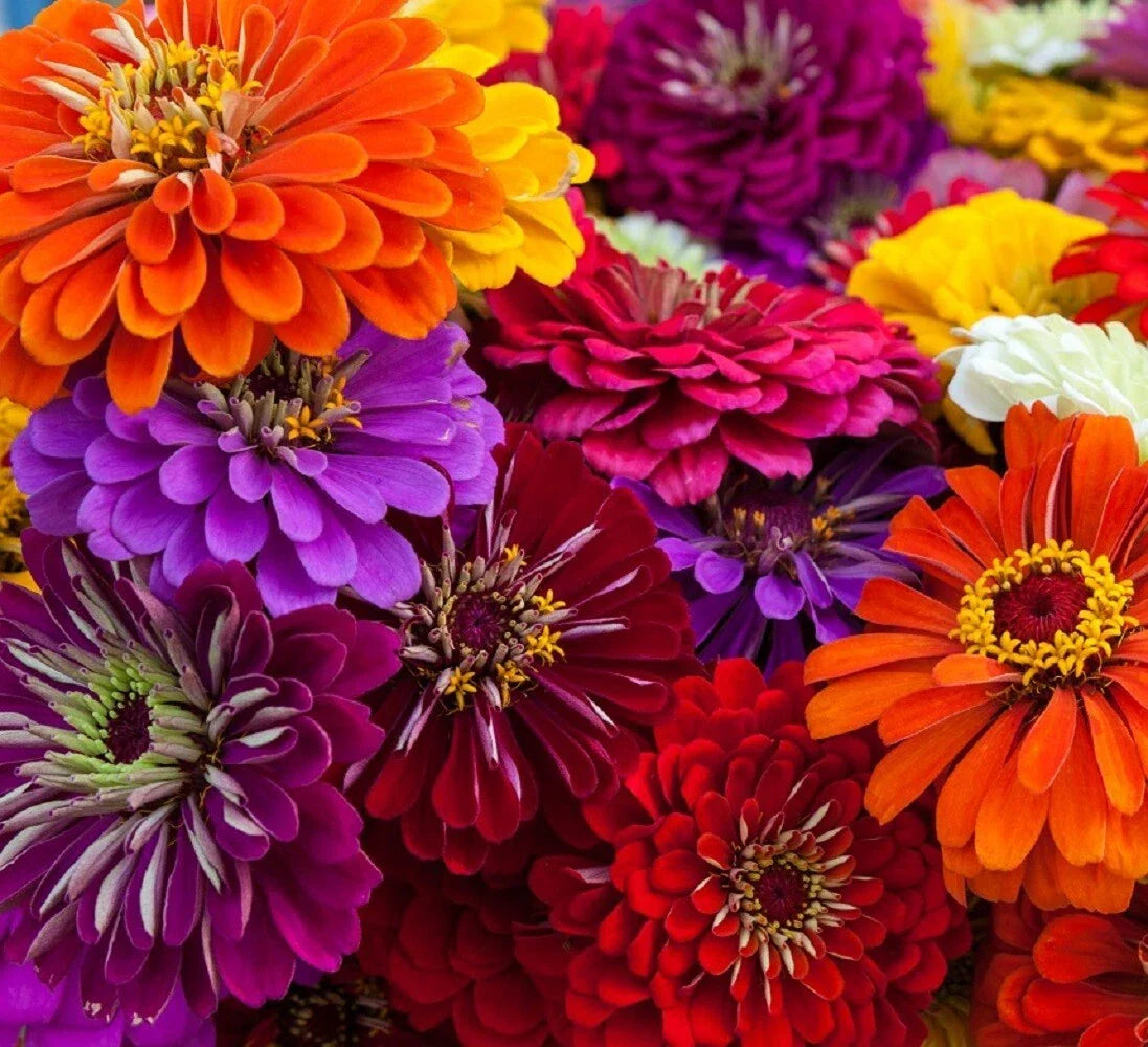 California Giant Zinnia Flower Seeds | Non-GMO Annual Seeds | Vibrant Colors | Zinnia elegans for Garden, Landscape & Pollinator Attracting
