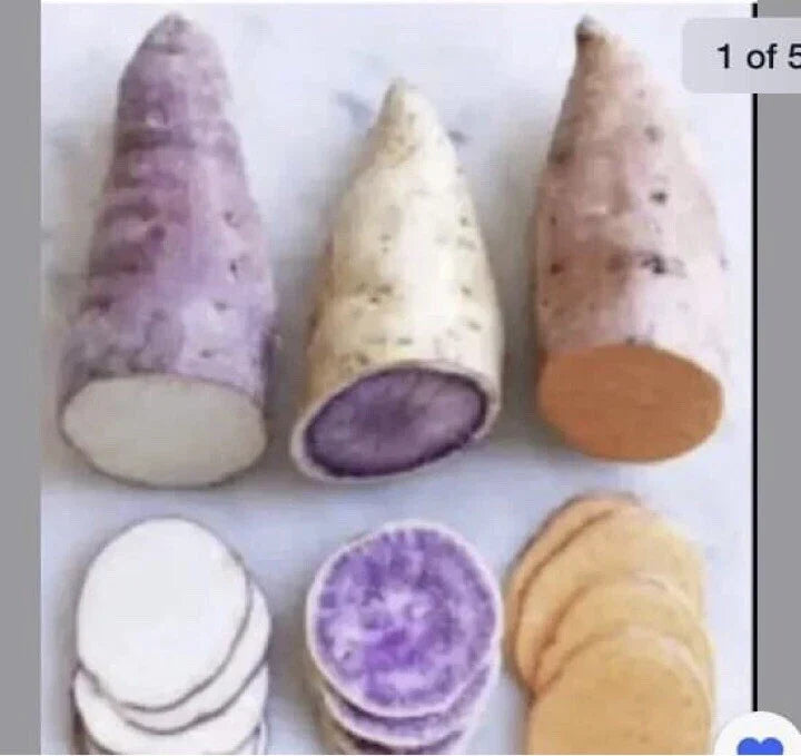 Sweet Potato Slips 15 Count Beauregard Japanese Red Okinawa Varieties for Planting | Organic, Vigor, Fresh Tubers
