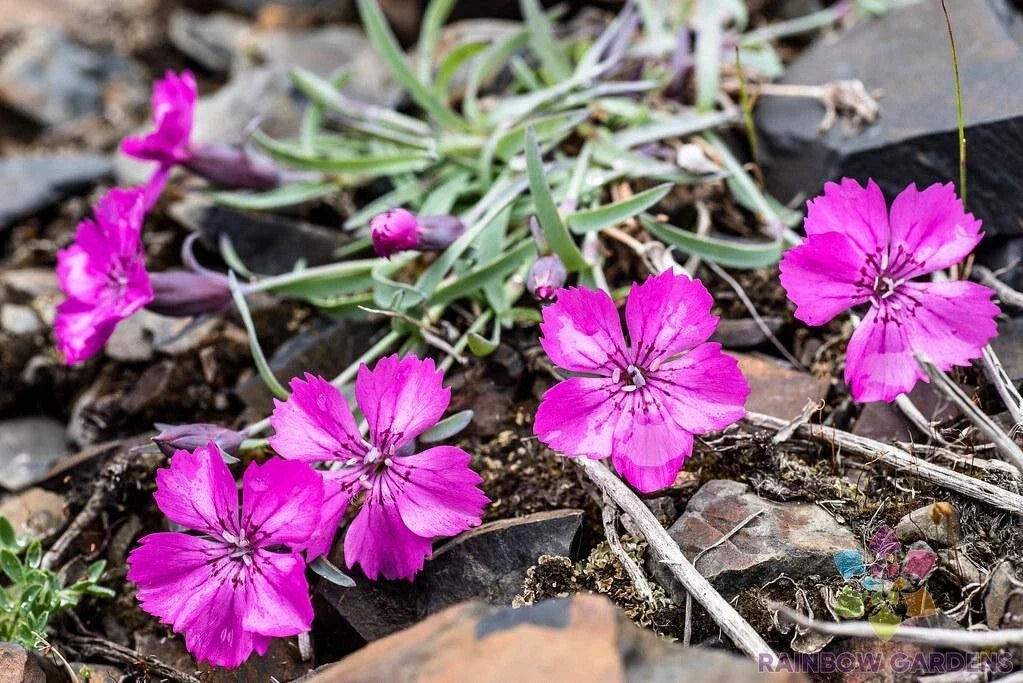 Dianthus Repens Seeds Pack of 200+ | Carnation Perennial Flower Seeds for Garden, Borders & Containers | USA Grown