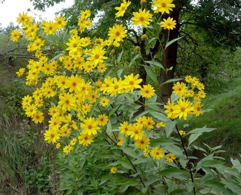 Jerusalem Artichoke Starter Live Plant - Helianthus tuberosus Sunchoke Root Vegetable for Easy Gardening, Zones 3-9