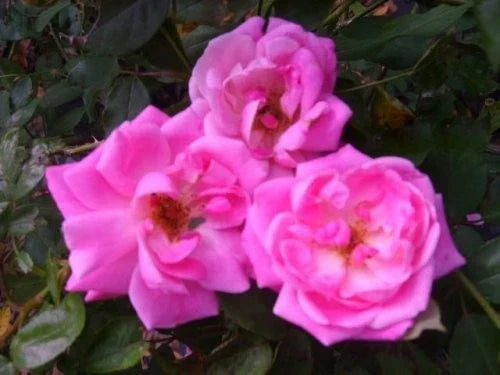 Blush Heirloom Antique Rose Plant – Double Pink Flowers – Old Bush – Own Root Rosa – Fragrant, Classic Garden Rose