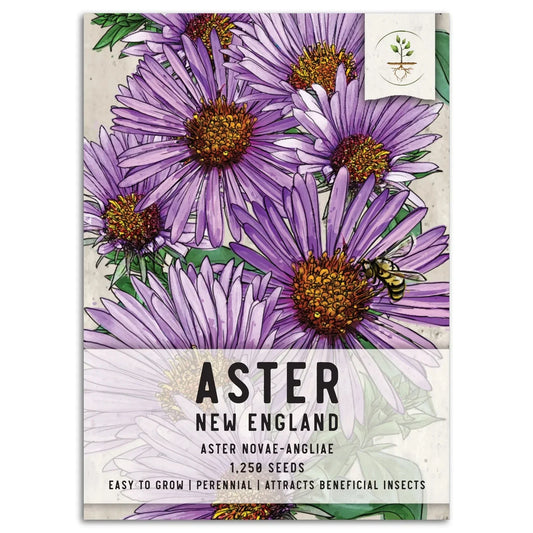 New England Aster Seeds, Purple Blooms, Aster novae-angliae, Perennial Flower for Garden, Pollinator Attractant
