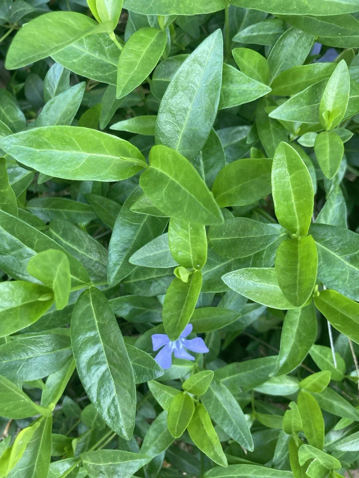 50 Rooted Vinca Minor Plants Ground Cover Periwinkle - Purple & Blue Flowers - Hardy, Drought-Tolerant, Pollinator-Friendly