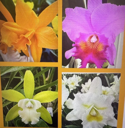 Orchid Plants - 4 Unique Varieties, 2 Rooted Stems Each, No Pot, Collector’s Collection, Phalaenopsis or Dendrobium