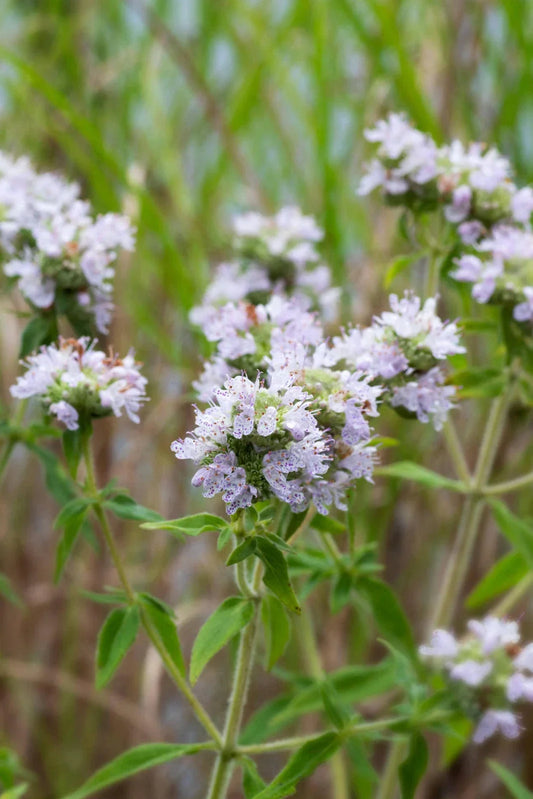 Mountain Mint Seeds - Non-GMO Pycnanthemum pilosum Herb Seeds for Gardening, Culinary & Tea Use