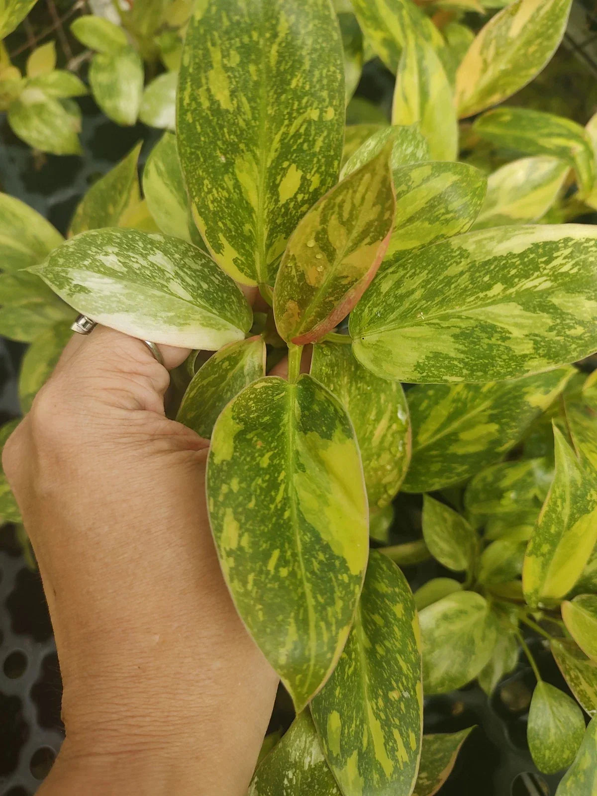 Philodendron Green Congo Variegated Plant Plug – Well Rooted, Indoor Houseplant, Tropical Foliage, Easy Care, Philodendron 'Green Congo'