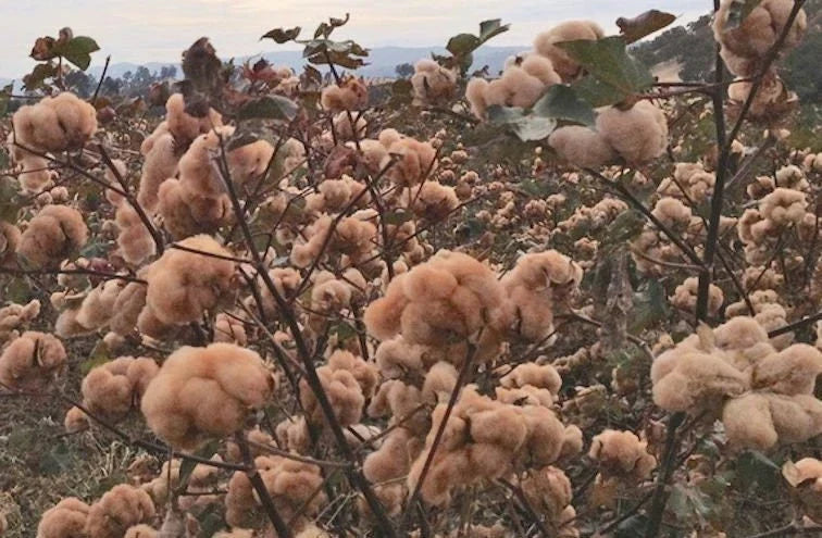 Brown Cotton Seeds Pack of 10 | Rare Gossypium spp. for Gardening, Educational Projects & Collectors