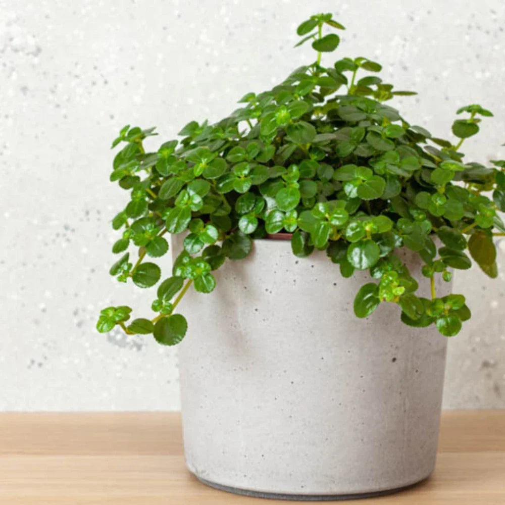 Pilea depressa Live Rooted Starter Plants – Easy Care Houseplant – Tiny Leaf Pilea Baby Tears – Indoor Greenery