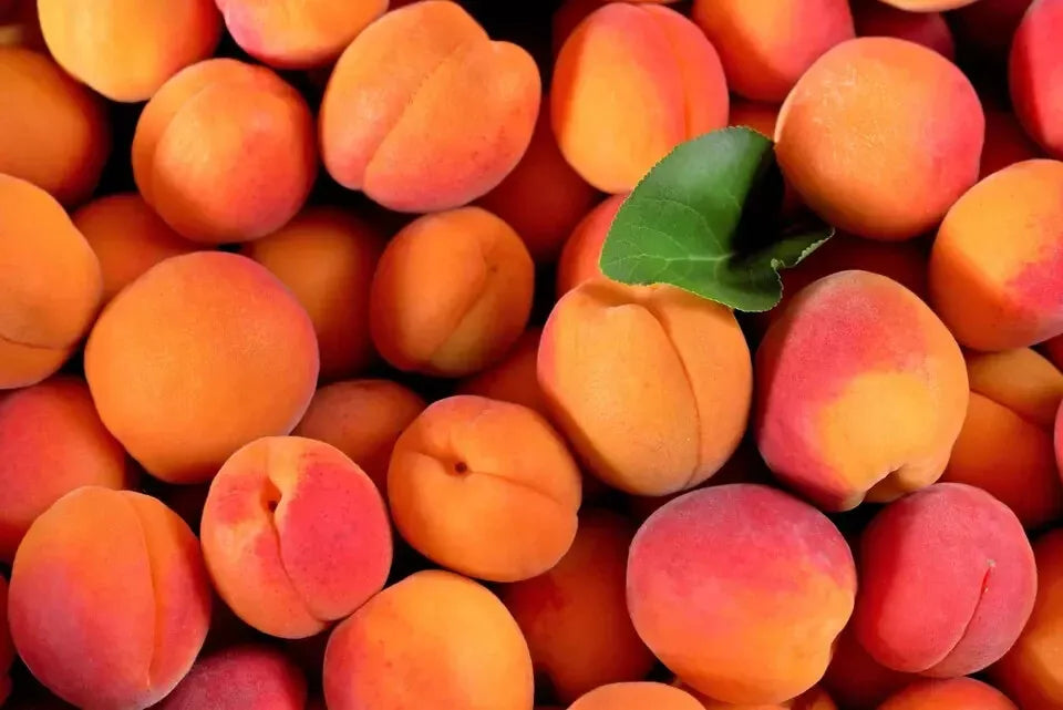 Apricot Tree Seeds 10 Pack - Fast Growing, Self-Pollinating, Fragrant Pink Blooms, Prunus armeniaca, Hardy Zones 3-7