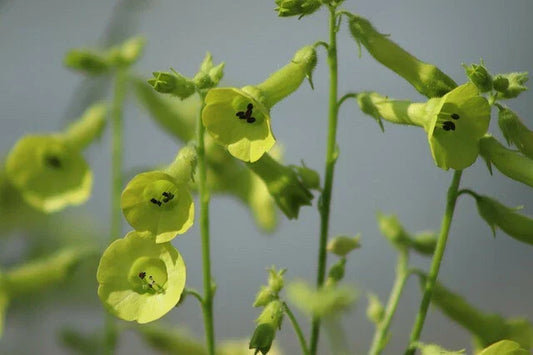 Nicotiana Lime Green Flower Seeds – 200+ Premium Annual Seeds for Hummingbird Attraction, Bright Green Blooms, Easy to Grow