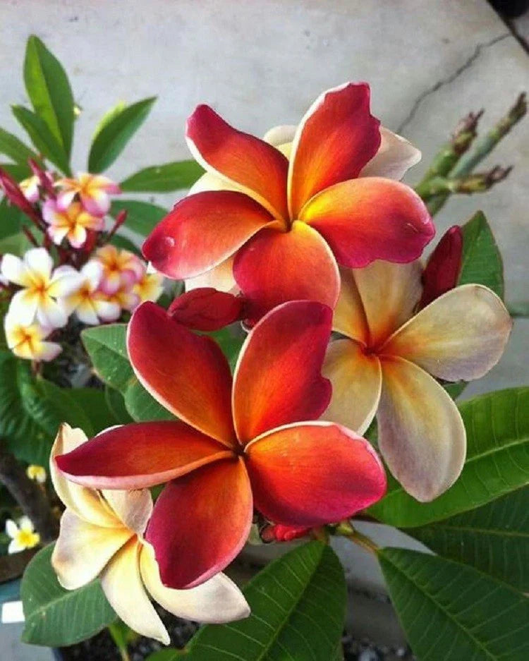 Plumeria Seeds - 5 Dark Orange Hawaiian Flower Lei Seeds - Perennial Tropical Plant - Plumeria rubra