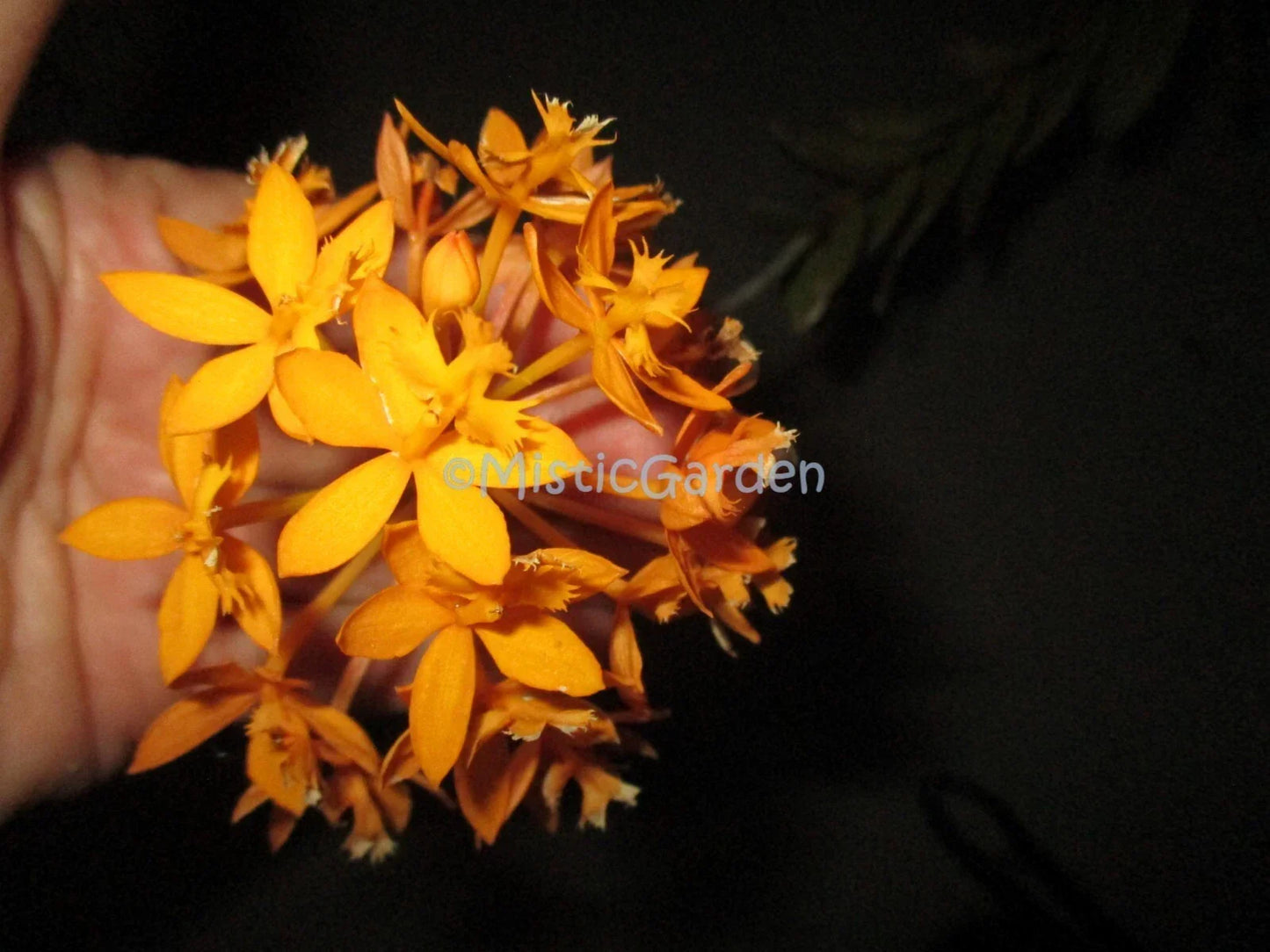 Epidendrum Orchid Cuttings – Dark Yellow – 2 Healthy Live Plant Segments – Garden or Indoor Decor – Epidendrum spp.