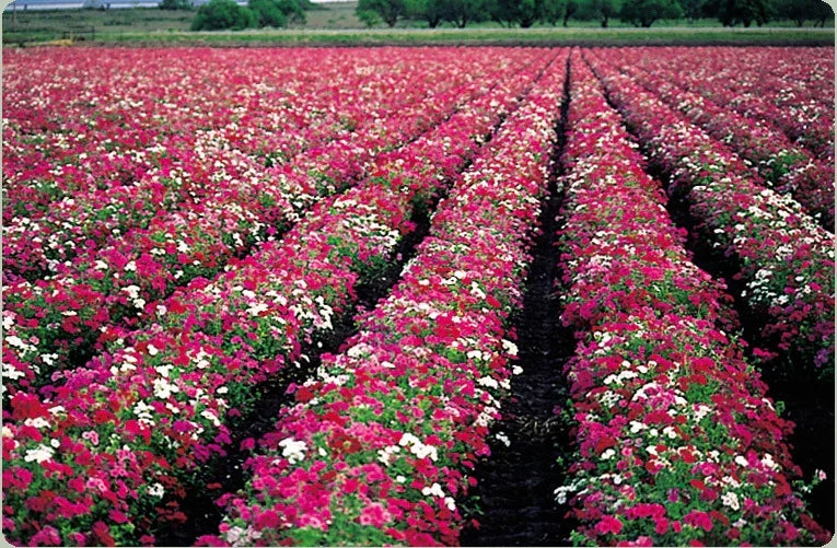 Phlox Seed Packet 50 Count Drummond Mix Butterfly Attracting Pollinator Garden Seeds