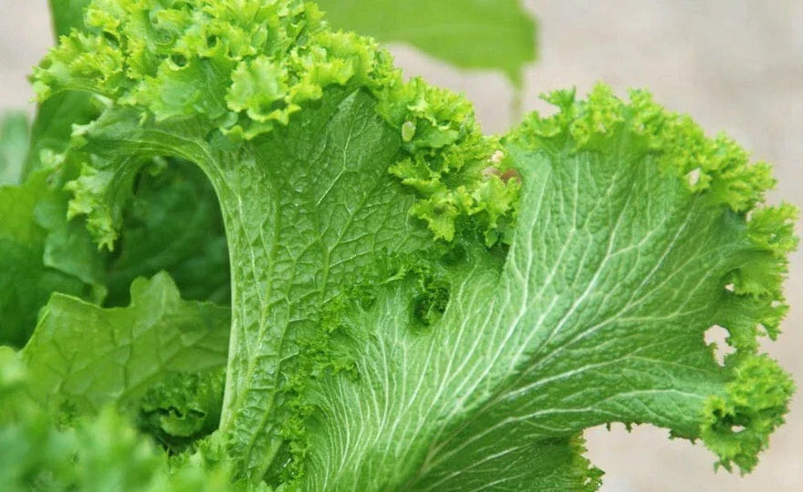 Green Wave Mustard Leaf Seeds 50+ Count, Bright Lime Green Ruffled Leaves, Brassica juncea for Salads and Cooking