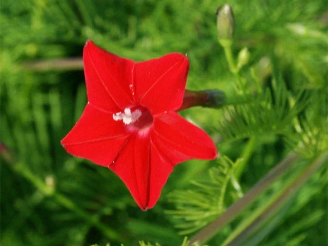 Cardinalis Morning Glory Seeds - Bright Red Climbing Vine, Ipomoea purpurea, Fast-Growing Flower Seeds for Garden, Fences & Containers