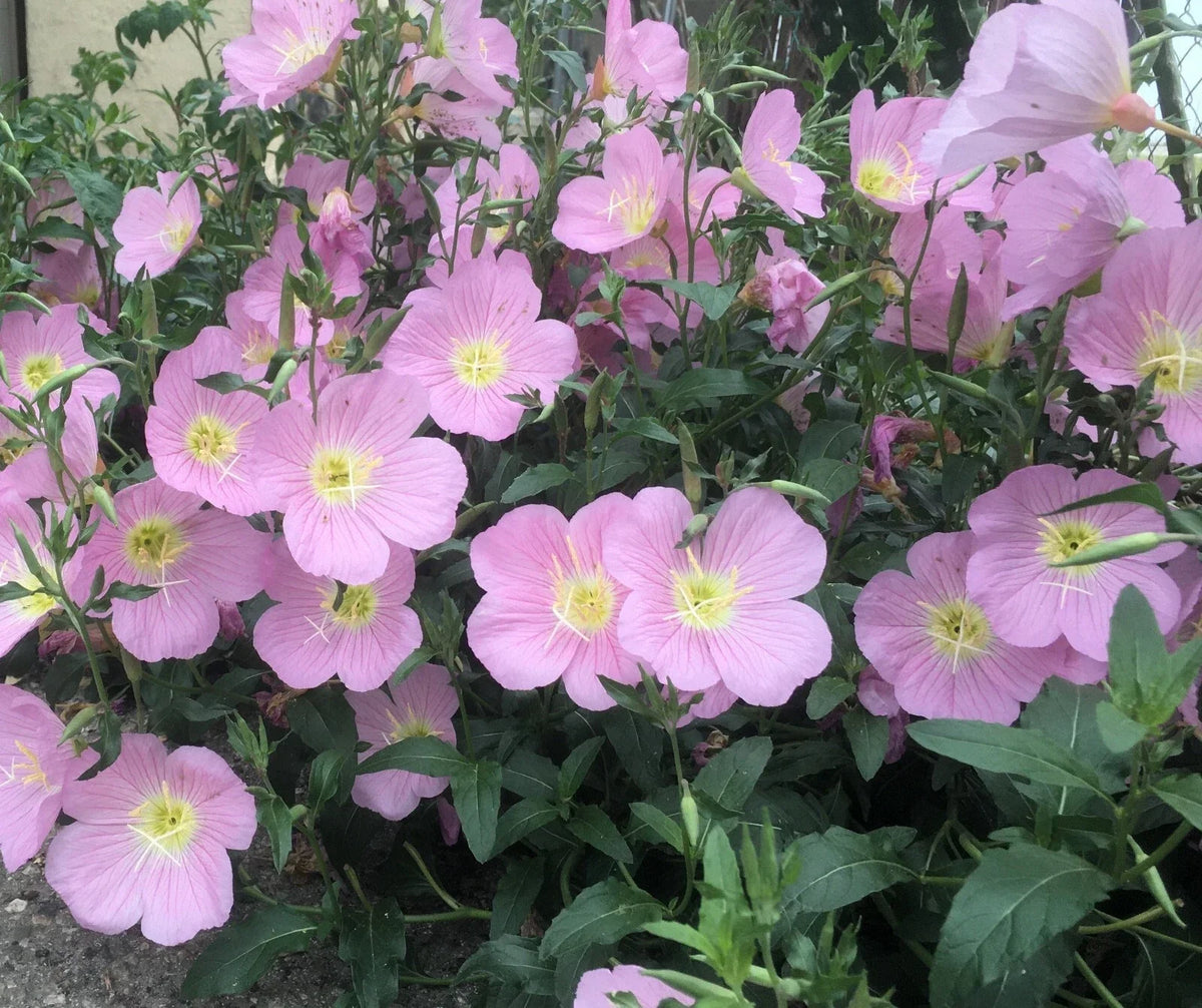 Pink Showy Evening Primrose Seeds - 500+ Medicinal Herb for Garden - Oenothera speciosa - Non-GMO, USA Sourced