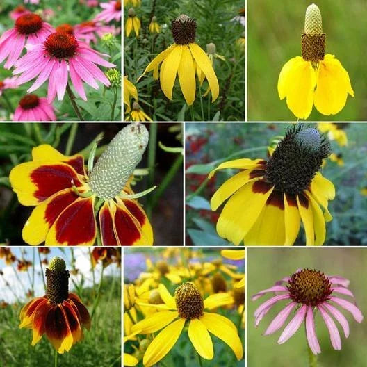 Coneflower Seeds - Echinacea purpurea, Perennial, Colorful Blooms, Attracts Finches & Pollinators, 500+ Seeds