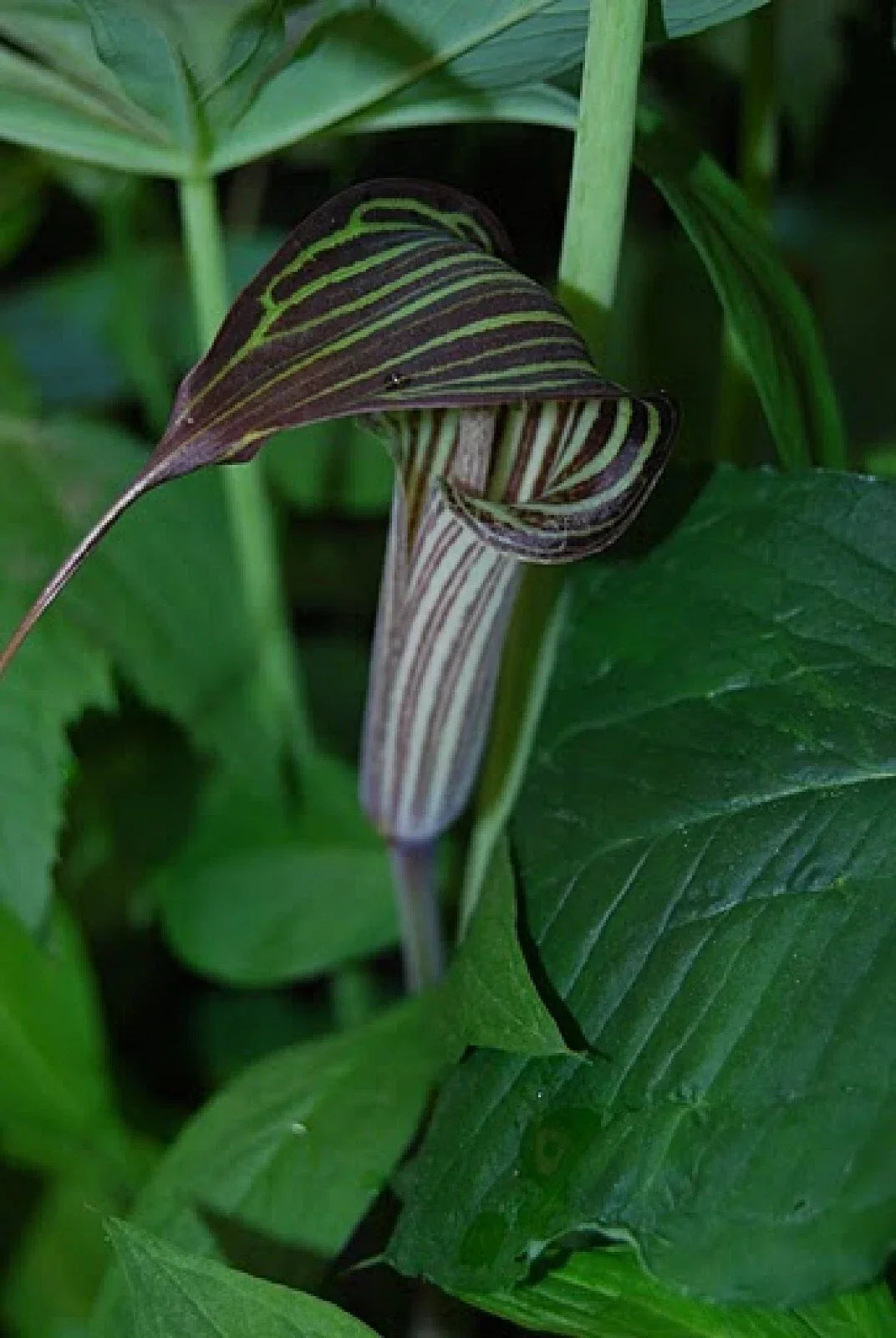 Cobra Lily Seeds - 4 Fresh Untreated Seeds - Arisaema c. - Unique Cobra-Shaped Flowers for Shade Gardens
