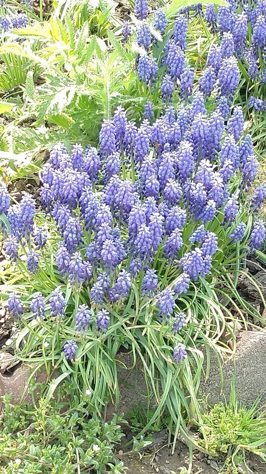 Grape Hyacinth Bulbs Bare Root 10 Muscari armeniacum Bluebells Perennial Flower for Garden, Borders, Containers