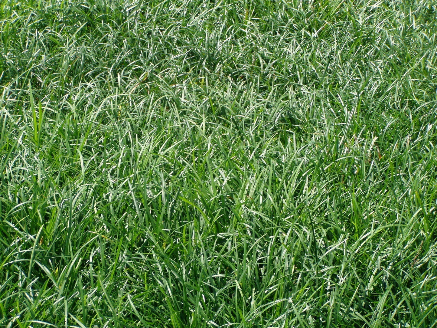Liriope Spicata Bare Root Divisions – 100 Count Ground Cover Perennial Plant for Landscaping