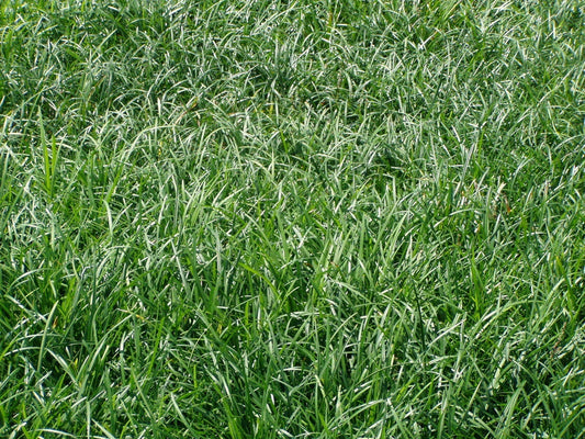 Liriope Spicata Bare Root Divisions – 100 Count Ground Cover Perennial Plant for Landscaping