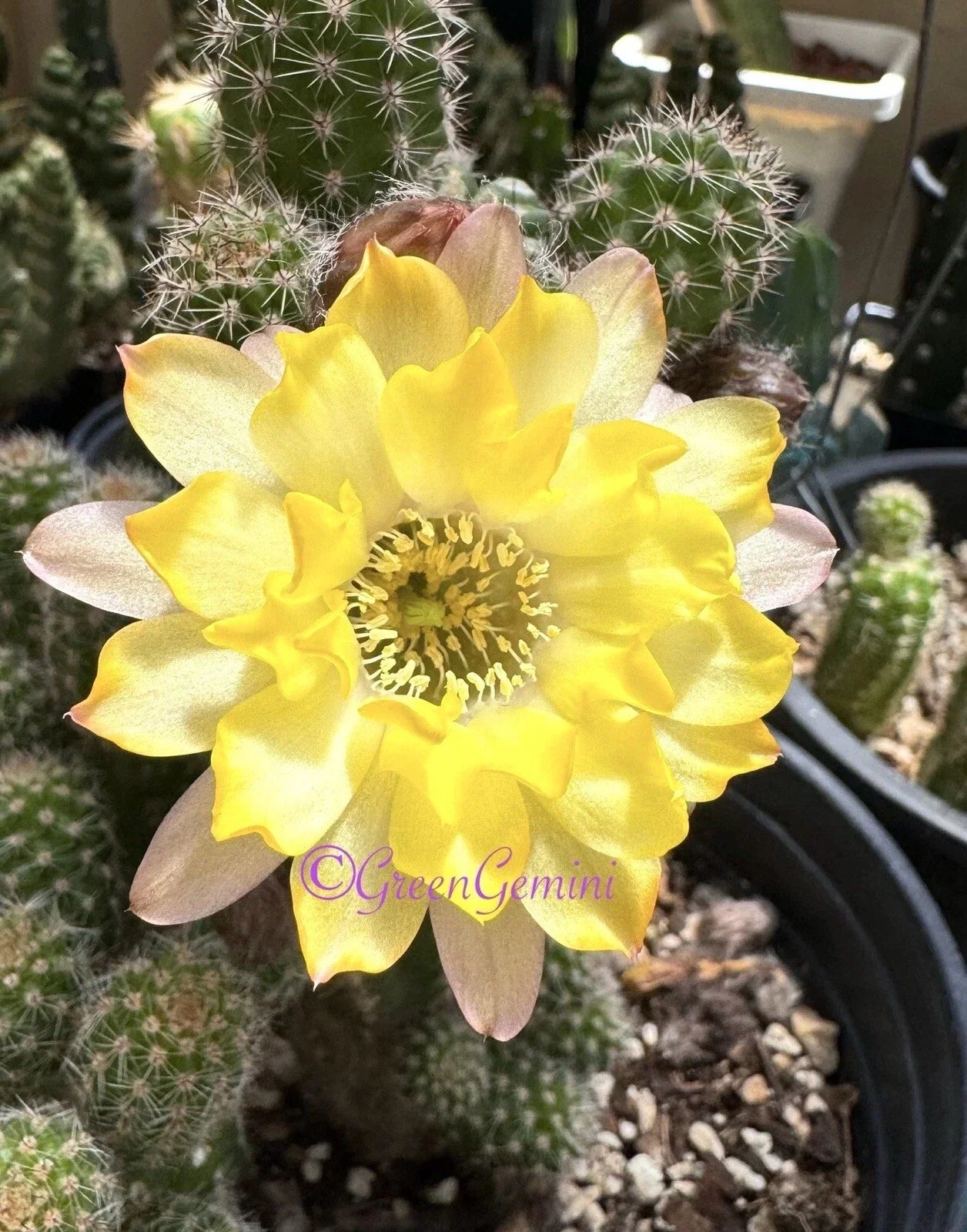Peanut Cactus Plant - Lincoln Lemon Sorbet Succulent - Chamaecereus European Hybrid - Rooted Indoor or Outdoor Plant