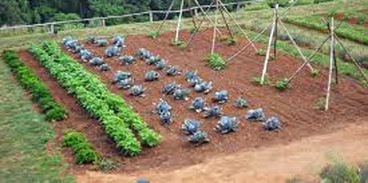 Heirloom Vegetable Seeds Collection 30 Varieties Non-GMO for Home Garden, Raised Beds & Containers