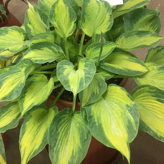 Hosta Sister Act Perennial Plant 5.25" Pot | Shade-Loving Colorful Foliage | Hosta spp. for Gardens & Landscaping