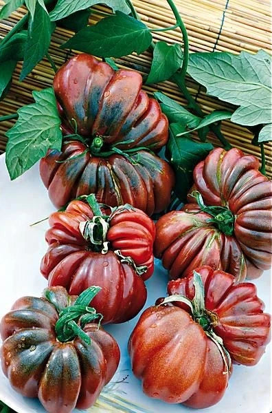 Black From Tula Tomato Seeds - Heirloom Organic Non-GMO, Rare Variety, for Home Gardens, Culinary Use, 10+ Seeds