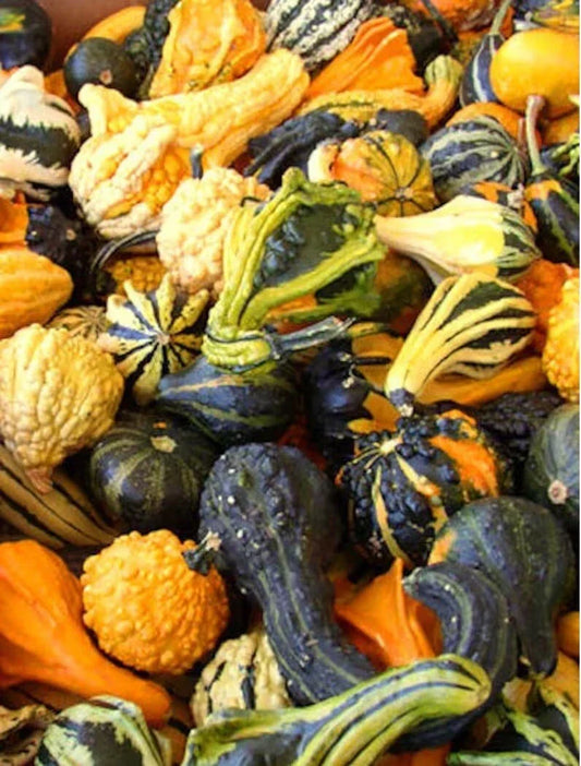 Gourd Seeds Mix - Heirloom Non-GMO Cucurbita spp. for Decorative, Crafting & Garden Planting