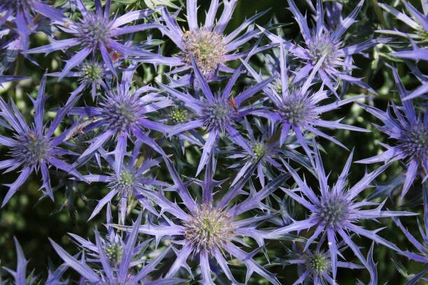 Purple Sea Holly Seeds - 200+ Eryngium planum for Garden, Pollinator, Drought-Tolerant, Perennial, Full Sun, Well-Drained Soil