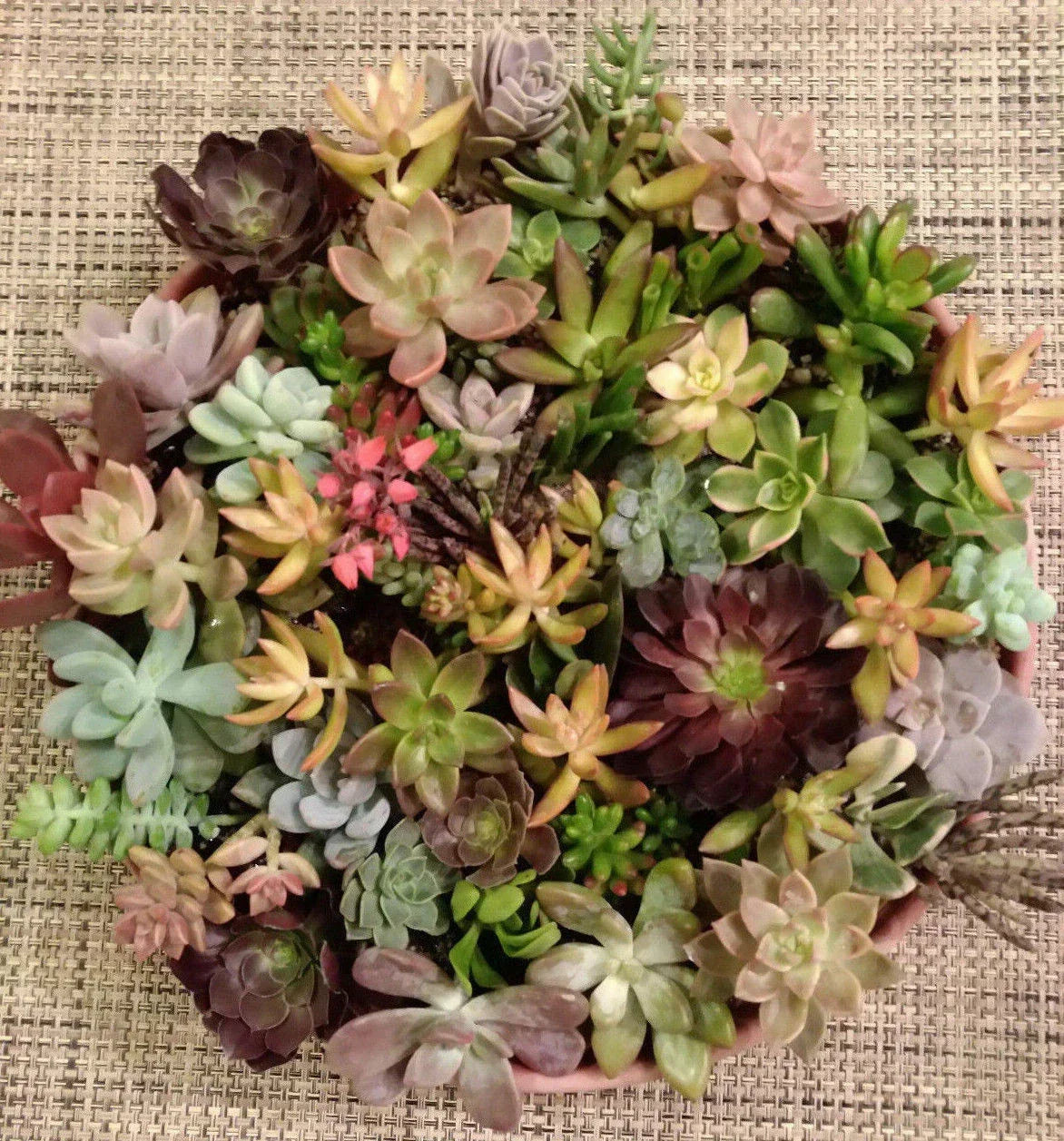 Succulent Cuttings Set with 25 Varieties | Echeveria, Sedum & More | Indoor & Outdoor Plant Propagation