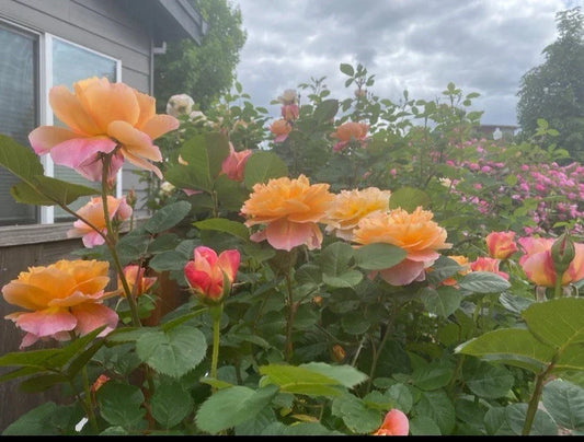 Heirloom Live Rose Cuttings – The Impressionist™ – Unrooted 5-8" Rosa spp. – Garden Planting, Flowering, Fresh Stems