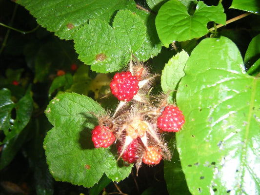 Live Japanese Raspberry Plants 3 Pack | Rubus palmatus | 5-Inch Rooted Growth | Perennial Berry Shrubs for Garden & Containers