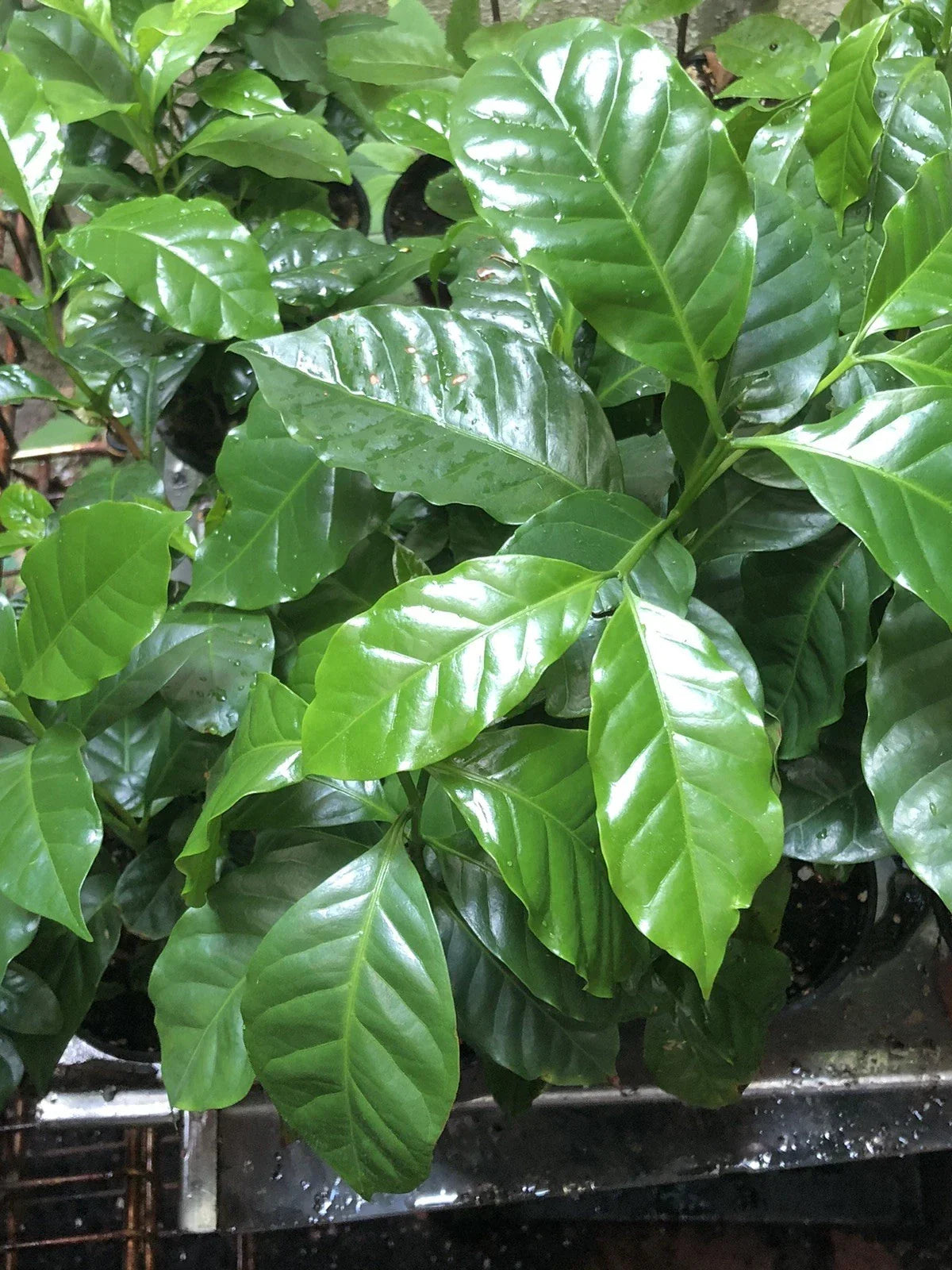 Coffee Plant Potted 4-Inch - Coffea Arabica Indoor Houseplant for Home & Office - 4-5 Plants