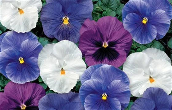 Pansy Seeds 50 Count Delta Cool Water Mix Viola tricolor var. hortensis for Garden Beds & Containers