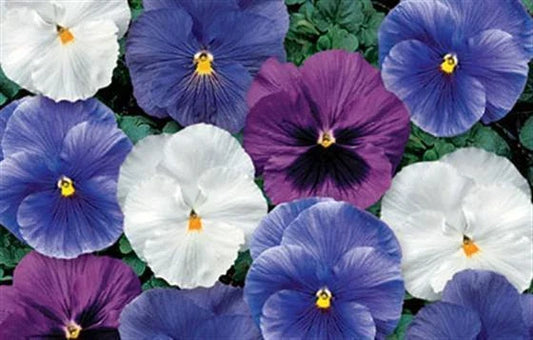 Pansy Seeds 50 Count Delta Cool Water Mix Viola tricolor var. hortensis for Garden Beds & Containers