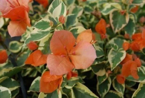 Orange Ice Bougainvillea Starter Plant - Small Well-Rooted Climbing Bougainvillea Bougainvillea glabra