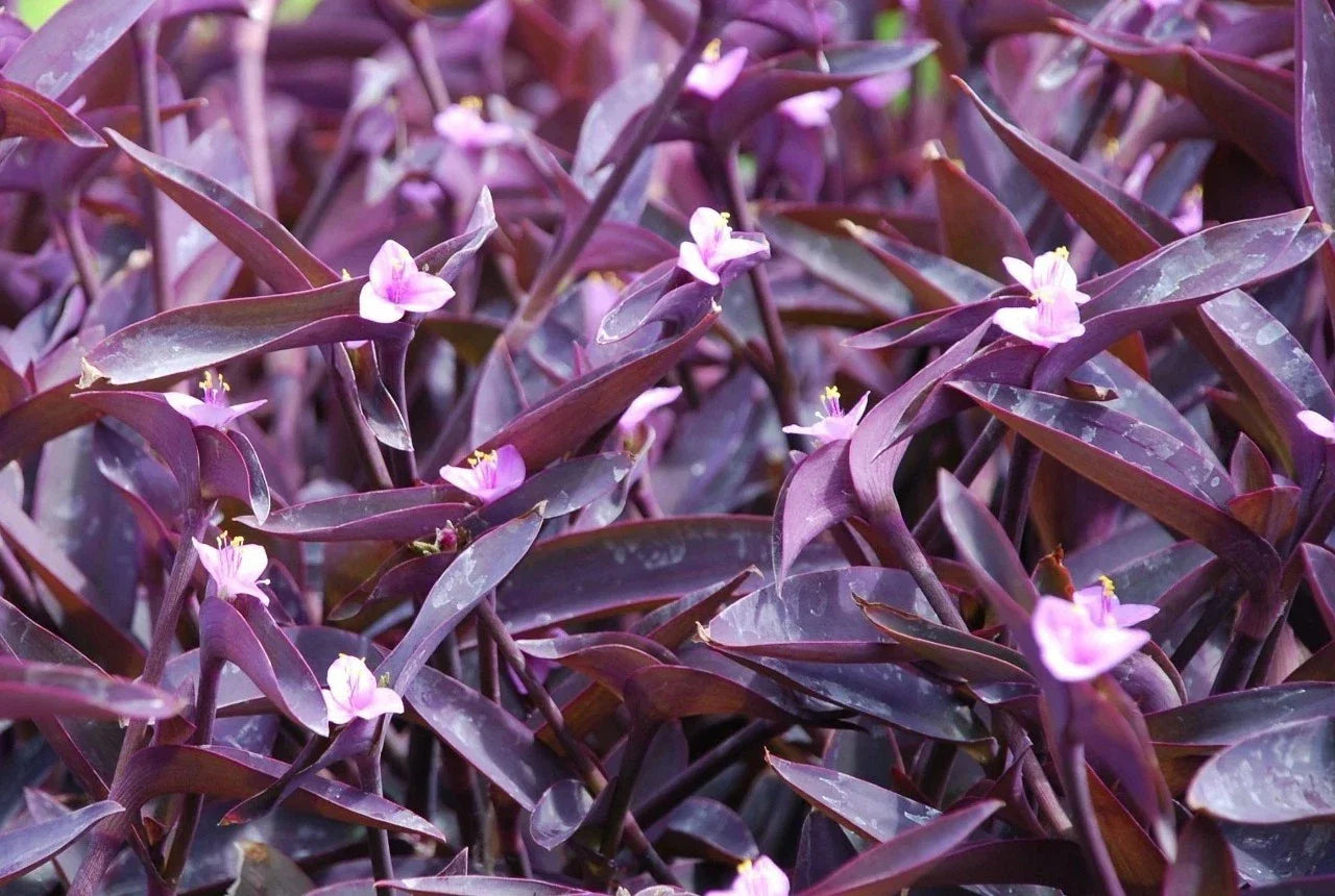 Purple Heart Wandering Jew Cuttings, Tradescantia pallida, Fresh Houseplant, Easy to Grow, Vibrant Purple Foliage, Indoor Plant
