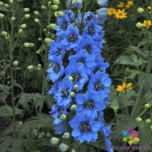 Moonlight Blues Delphinium Seeds - 200+ Perennial Flower Seeds for Garden, Vibrant Blue Blooms, Delphinium elatum, Full Sun, USA