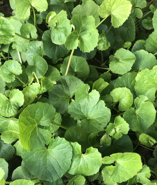 Gotu Kola Pennywort Plant - 20 Bare Root Live Plants, Ground Cover, Centella Asiatica, Moisture-Loving, Hardy Perennial